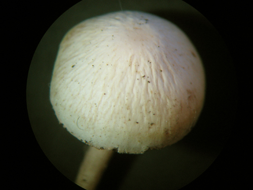 Pluteus? Aiutatemi a venirne fuori.